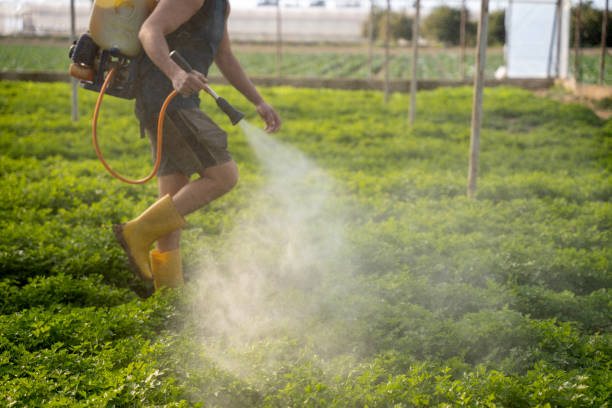 Best Affordable Pest Control Services  in Squaw Valley, CA