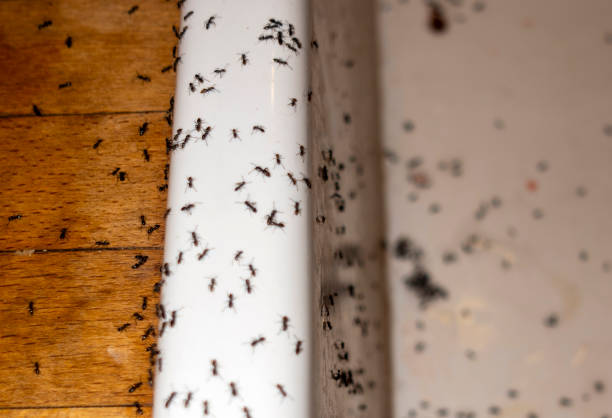 Best Pest Prevention Services  in Squaw Valley, CA